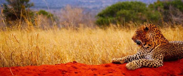 Aventure Safaris et Infocob Web : 20 ans d&rsquo;un voyage en commun sur la toile